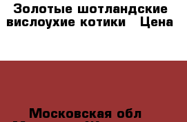 Золотые шотландские вислоухие котики › Цена ­ 1 - Московская обл., Москва г. Животные и растения » Кошки   . Московская обл.,Москва г.